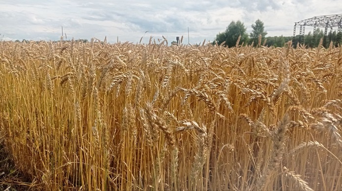    Фото пресс-службы правительства Новосибирской области