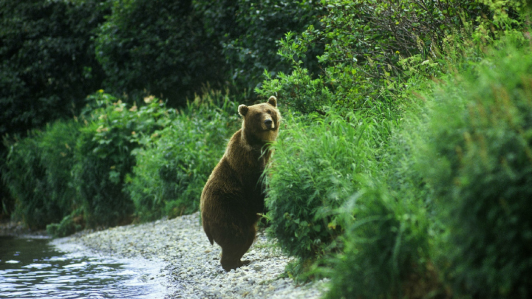    ФОТО: ANDREY NECHAEV/GLOBALLOOKPRESS