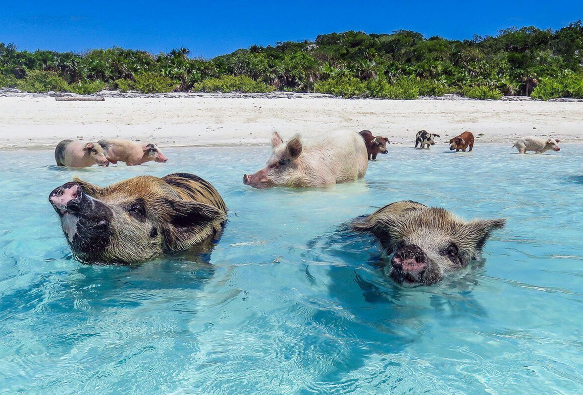 Свиньи необитаемого острова Пиг-Бич 