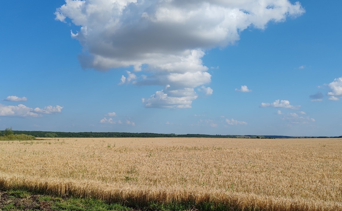 Фото: РБК Черноземье