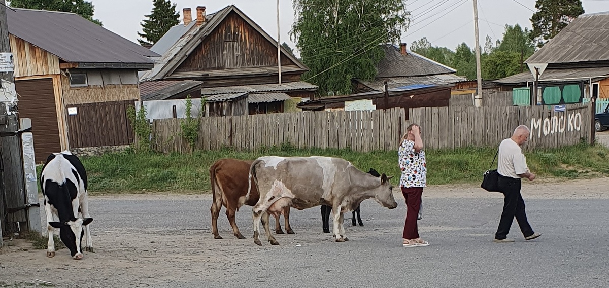 Из личного архива Испанка в России. Различия есть. 
