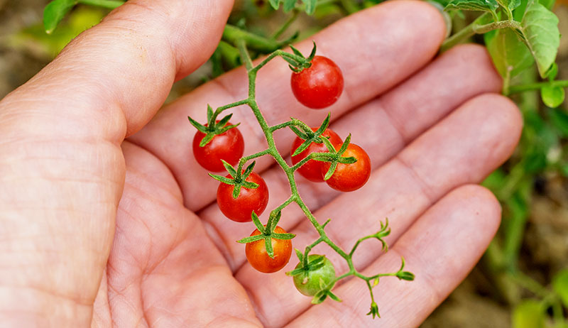 Дикие томаты - это совсем маленькие черри. Иная клубника крупнее плодов томатов-дичек. Ягодки! А ягодки - это же фрукты? Не все так просто! 