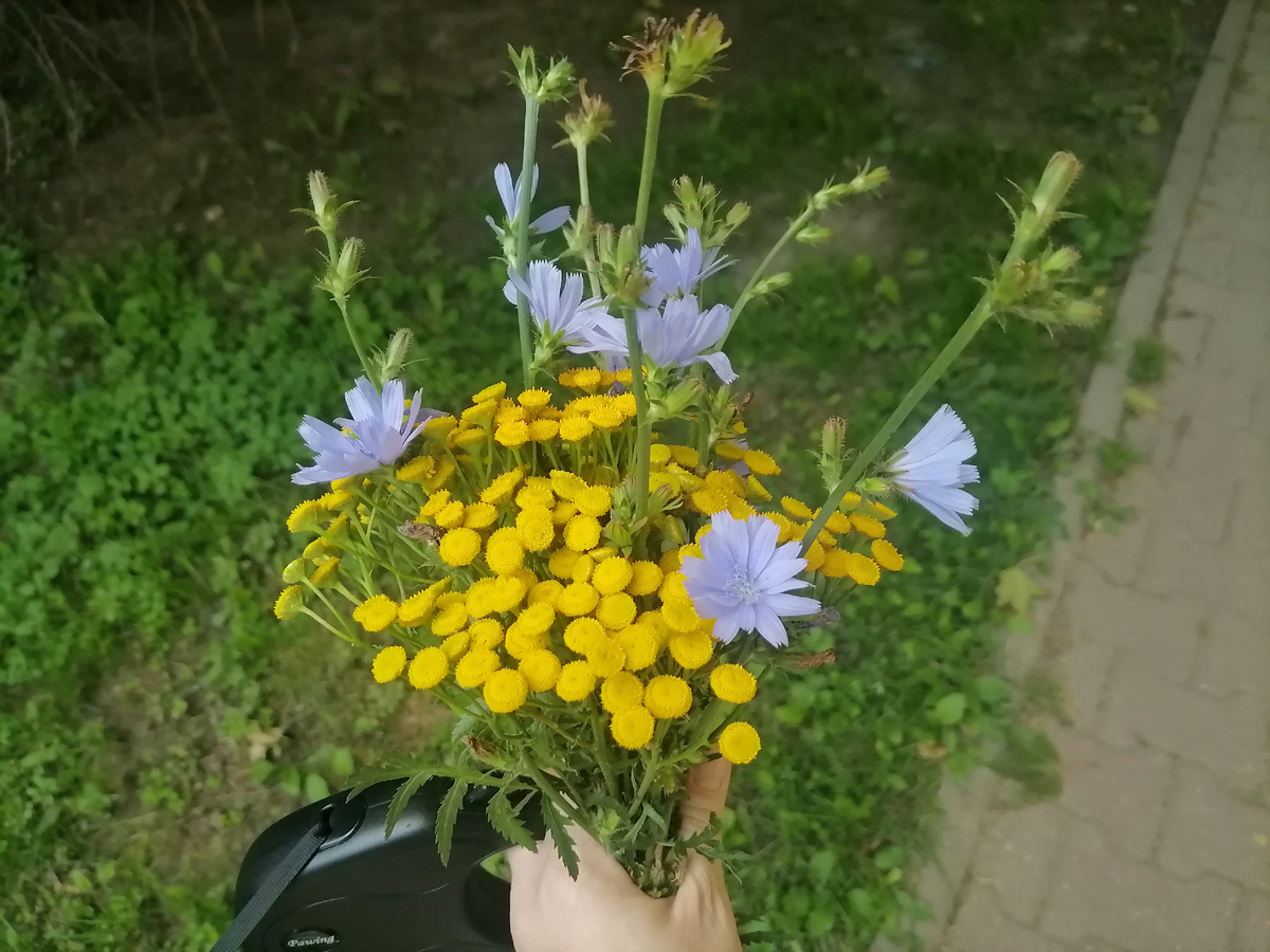 Очередной букетик в мою мини-вазу😊 из того, что нашла возле дома