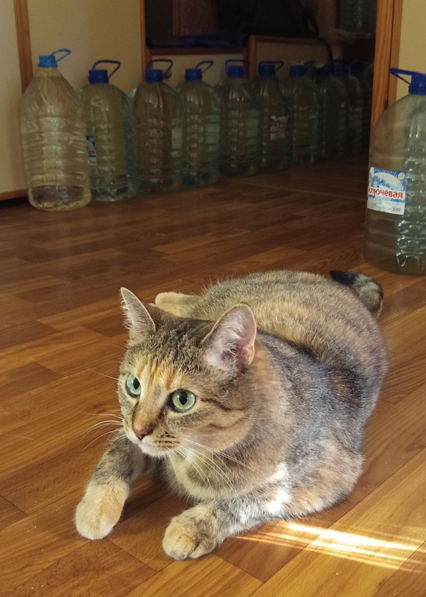 Мурка отслеживает заполняемость ёмкостей для воды