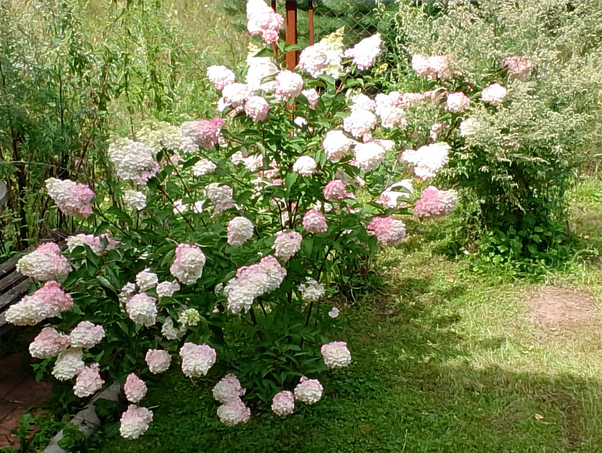 наша Ванилла Фрейзи, в просторечии Ванечка
