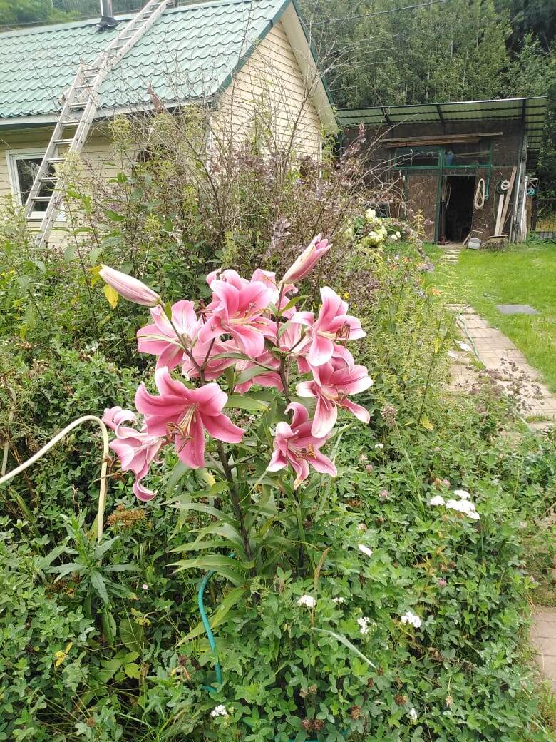 ростом мне до плеча и с чудесным ароматом