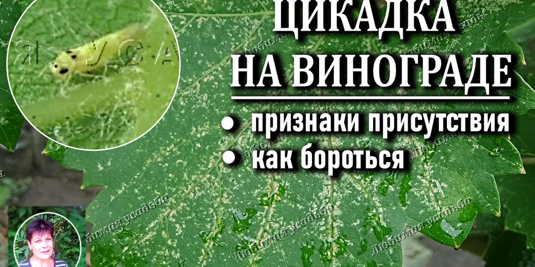 ВИНОГРАДНАЯ ЦИКАДКА. Узнайте опаснейшего вредителя винограда и как с ним бороться