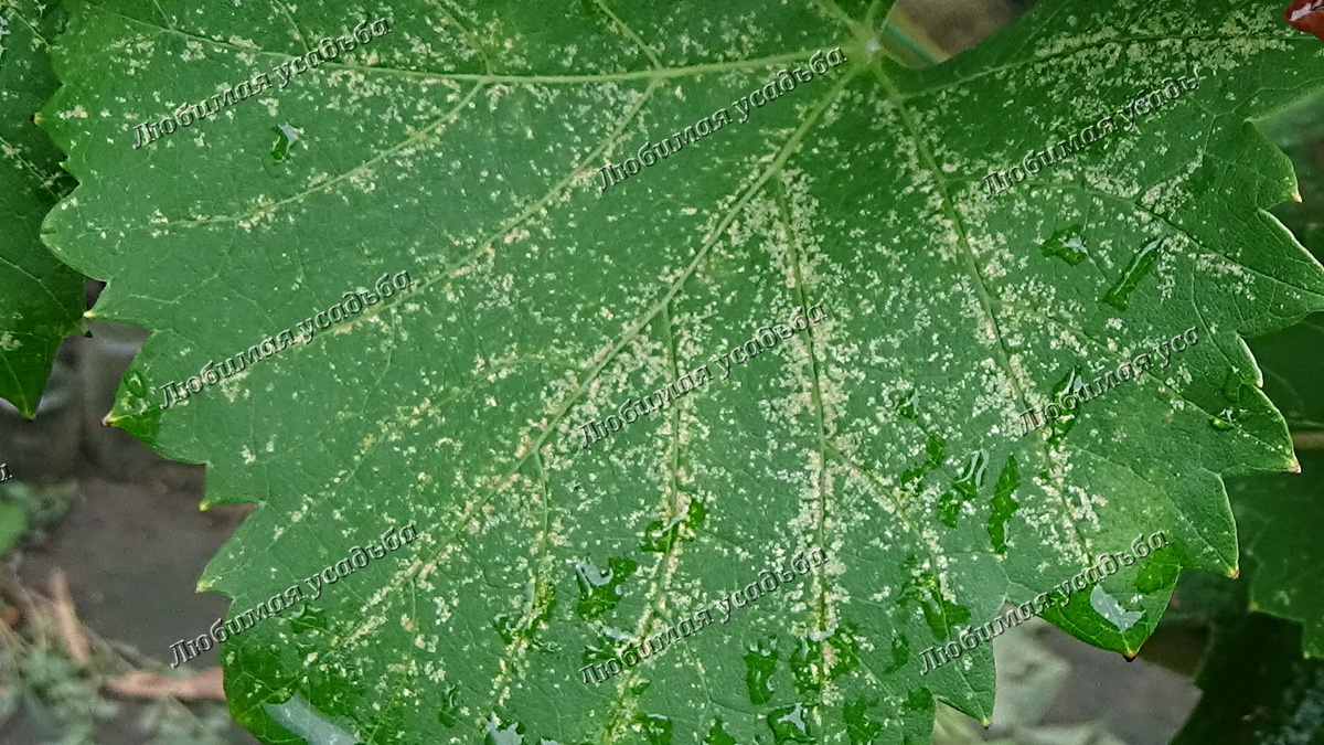 Тут видно повреждение листа