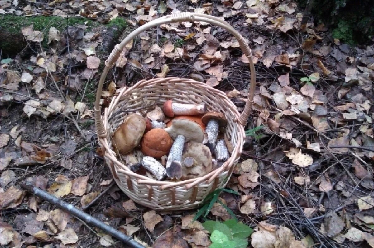    В Ярославской области запрещена торговля собранных грибов и ягод