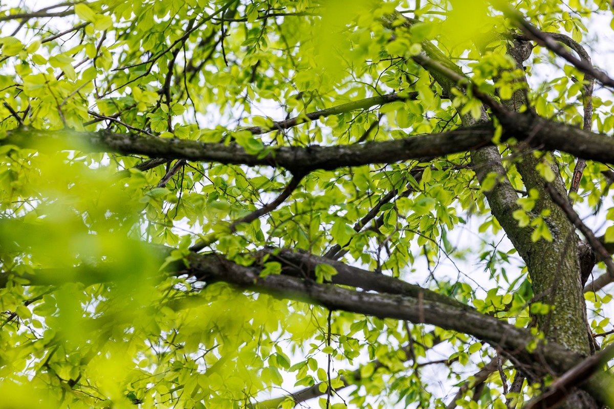    Фото: департамент природопользования и охраны окружающей среды г. Москвы, источник: mos.ru