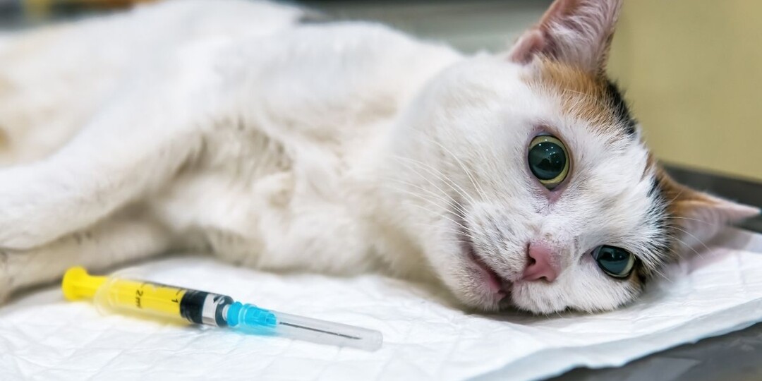 Что чувствует кошка, когда её усыпляют: правда о последнем сне без боли и страха