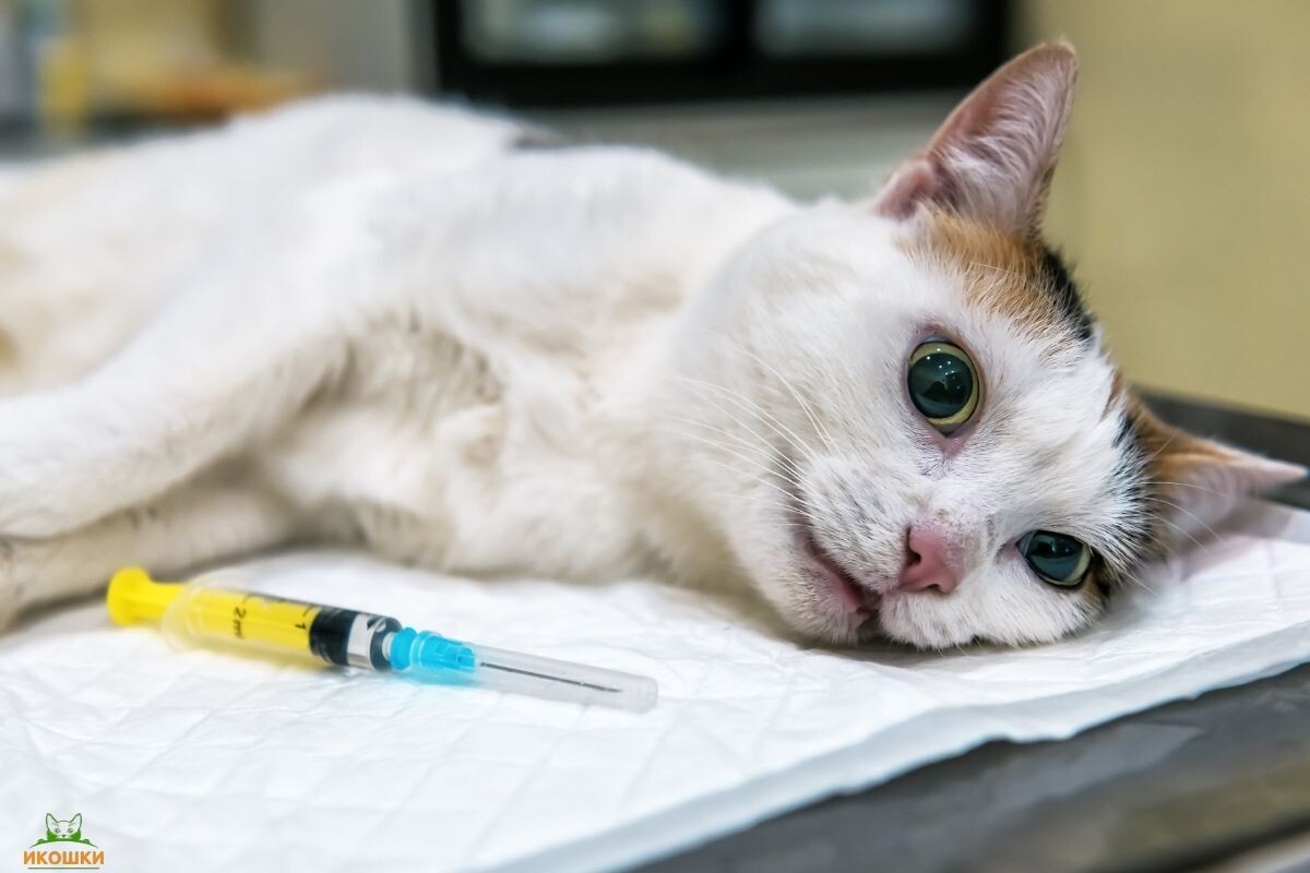 Что чувствует кошка при эвтаназии