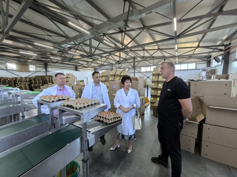    Птицефабрика в Сорочинском округе закупает 130 тысяч ленинградских цыплят Алла Черкесатова