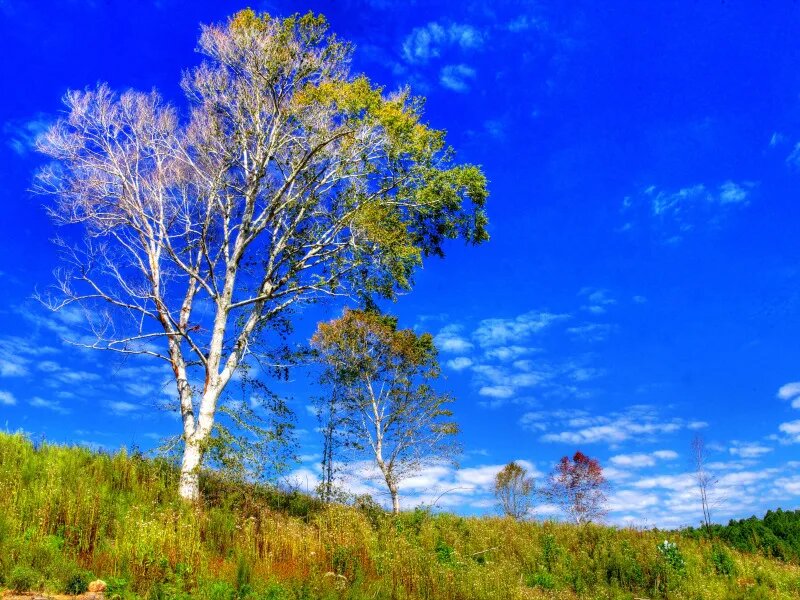 картинка из интернета