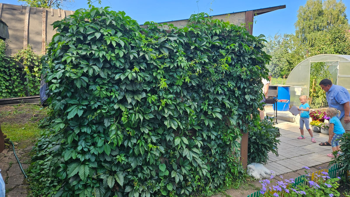 Родители девичий виноград посадили специально возле беседки, ограничивают его рост - и красота