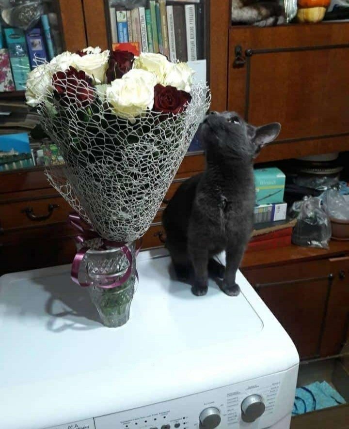 Когда твой кот немножечко романтик