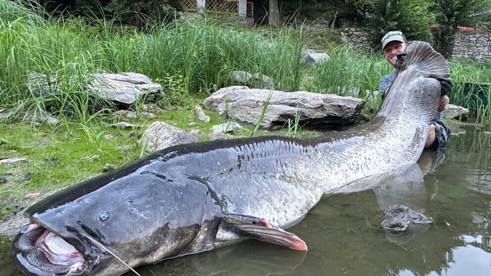Сом длиной 2,68 метра — новый рекорд чешского рыбака Якуба Вагнера. Источник: newizv.ru