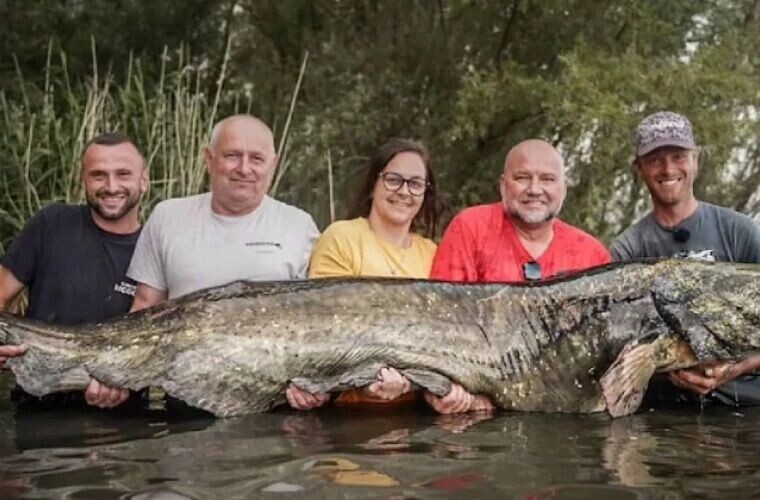 Предыдущего сома-рекордсмена вытаскивали с помощью пяти других рыбаков. Фото: Рыбком.ру