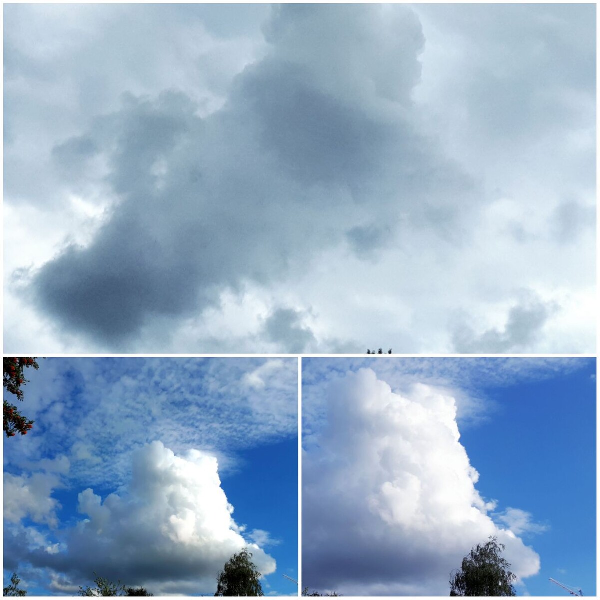 Коллаж автора статьи 08.08.2025г