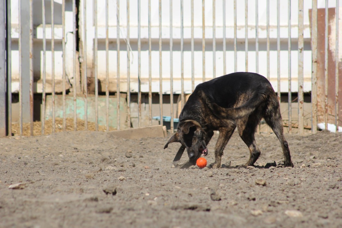 Ну извините, просто я так люблю мячики!