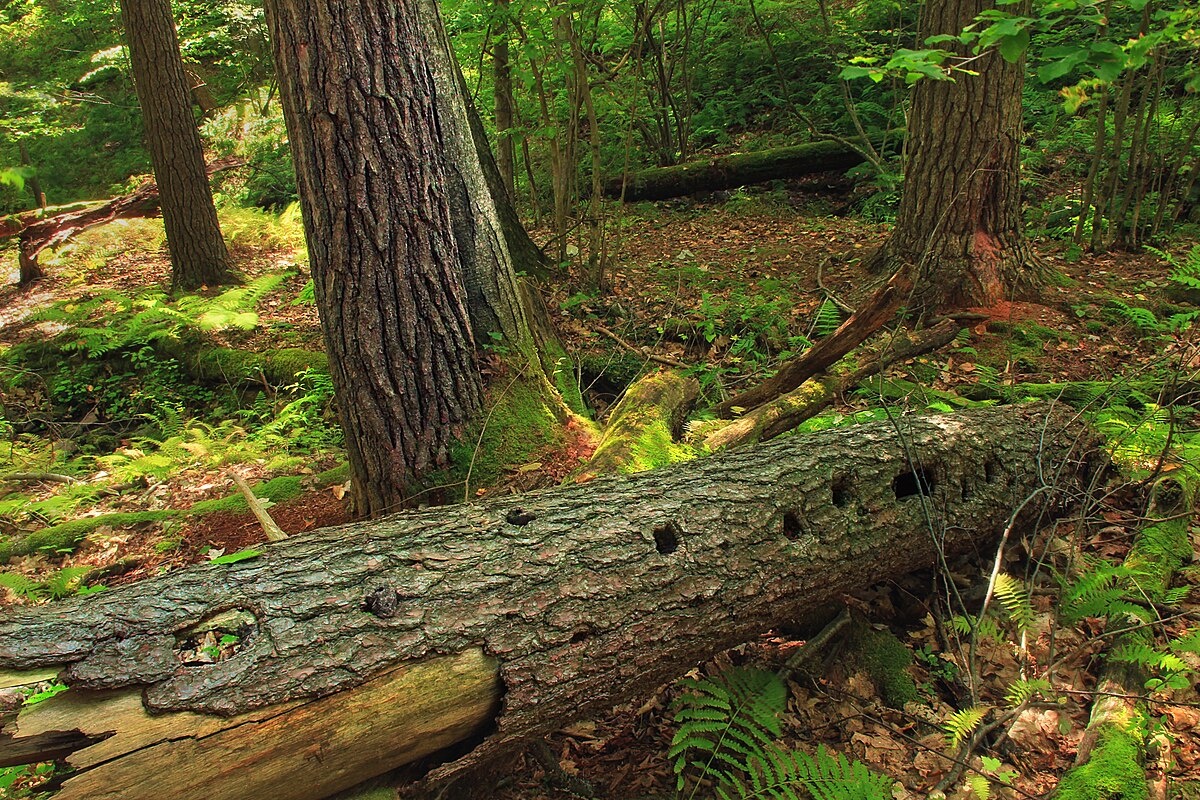 Яндекс.Картинки