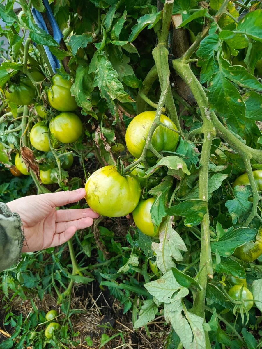 Мои томаты ломятся от плодов...