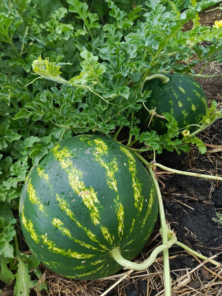 Арбузы с нашей Алтайской грядки