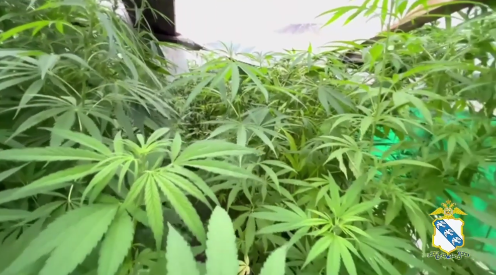 Фото: УМВД России по Курской области