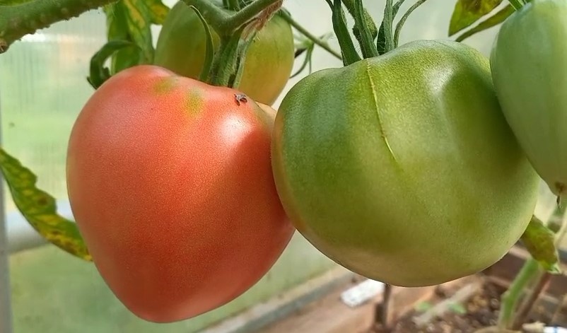 Ну разве не красавчик?!