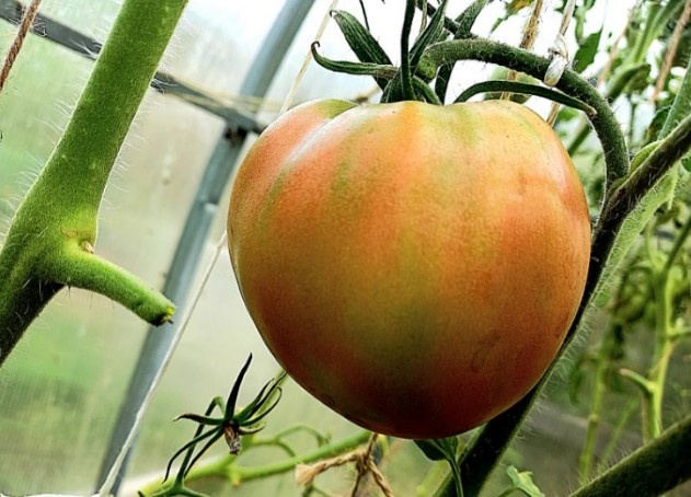 Ещё один вот-вот созреет...