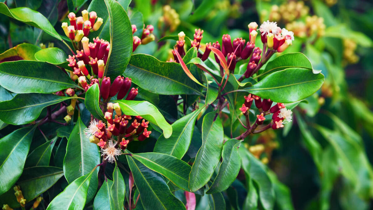     Фото: Denis Moskvinov/Shutterstock/FOTODOM Гвоздичное дерево — долгожитель, но для хорошего роста ему нужны стабильные погодные условия