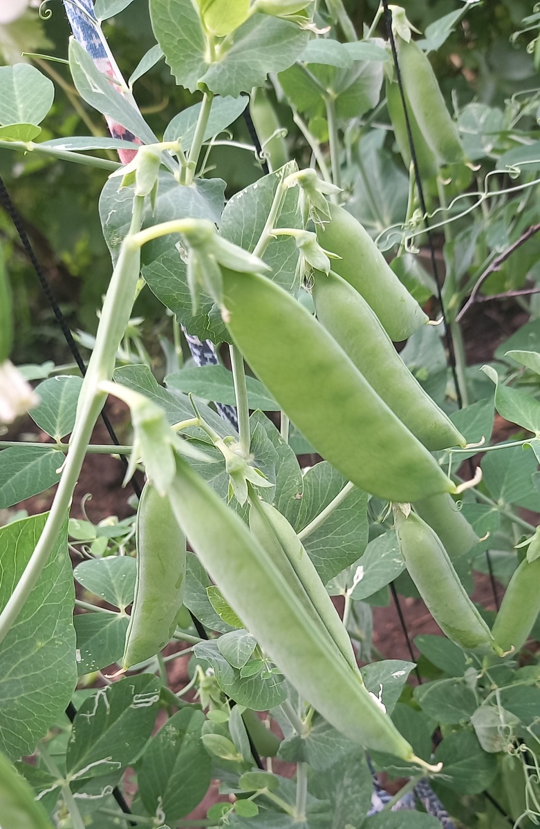 у меня отлично растет горох Воронежский, а краснодарский - никак!