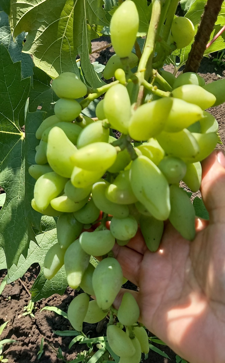 Сажаем виноград только местной селекции, краснодарские саженцы Байконура сгибли на 3 год.