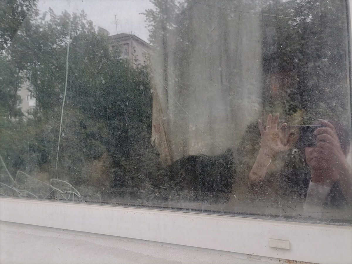 Кошки сидят на окне в ожидании хозяйки