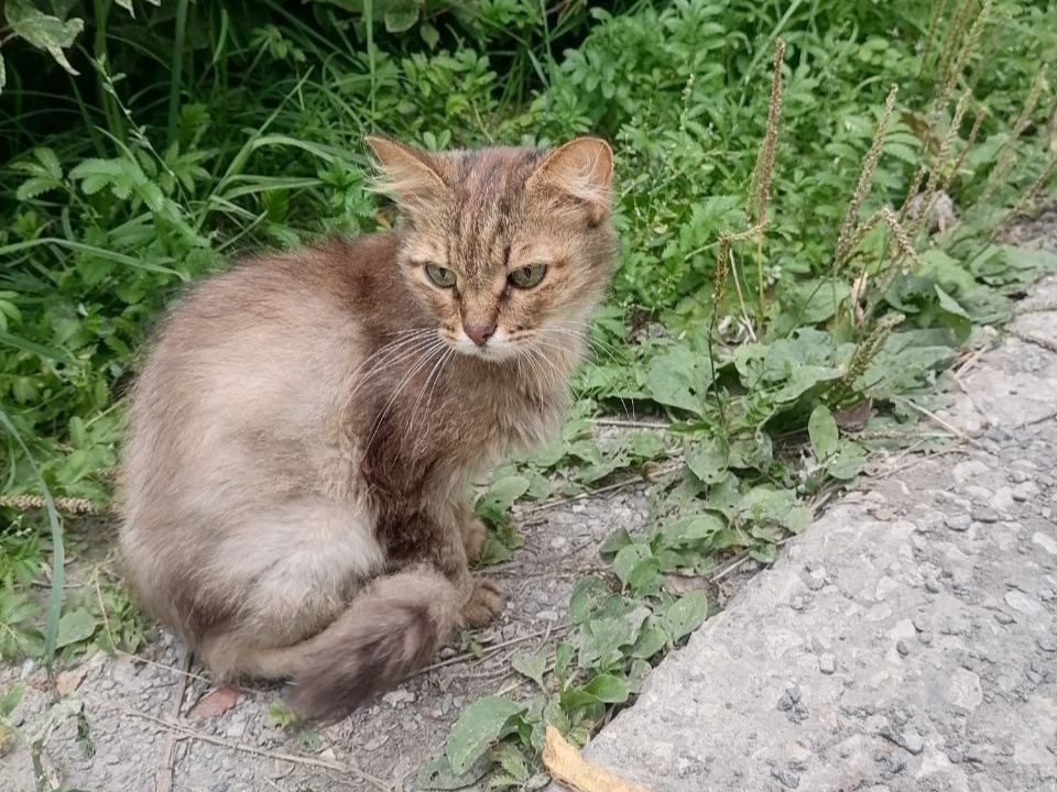 Кошка крайне истощена