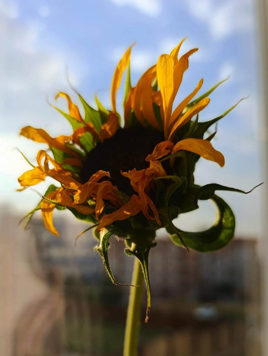 Зреют подсолнухи. Скоро осень.