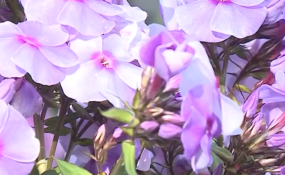     В Красноярске в сквере Пушкина прошёл день флокса