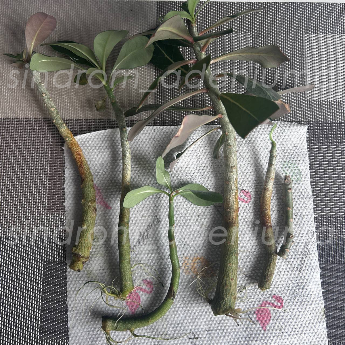 Черенки адениумов