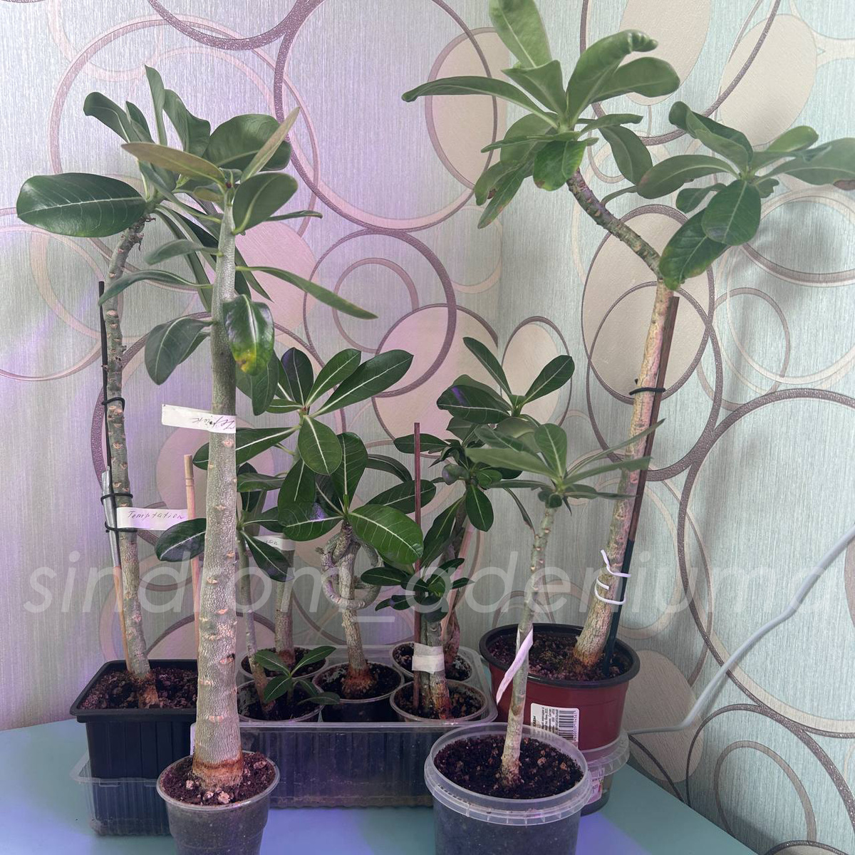 Укорененные черенки