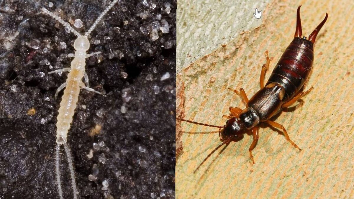 Слева двухвостка