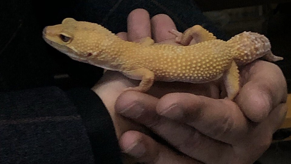 В зоомузее нашего университета живет эублефар, его зовут Лимончик