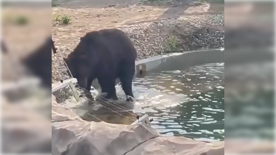 Кадр видео: соцсети