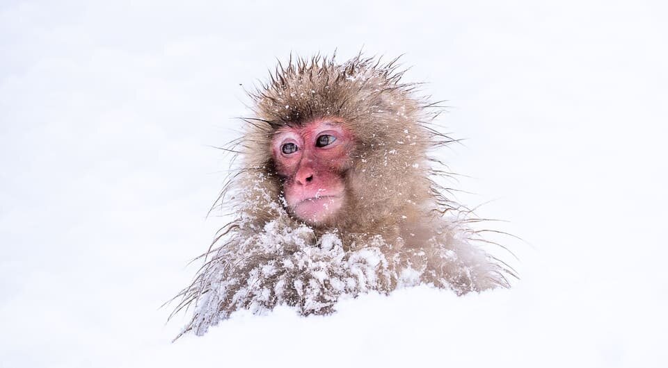   Peter Batty / Flickr / CC BY-NC-SA 2.0