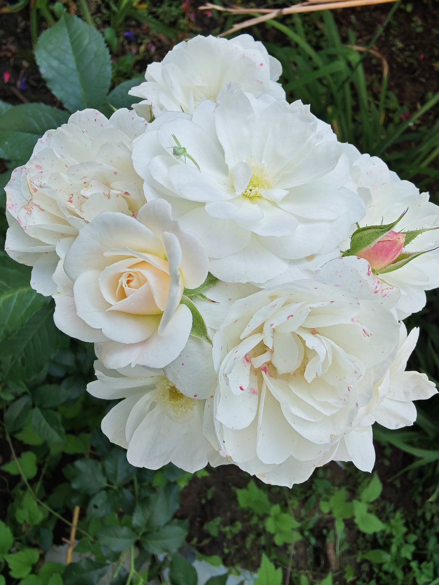 Мускусная первогодка Буке Парфе. Чем не букет невесты? 