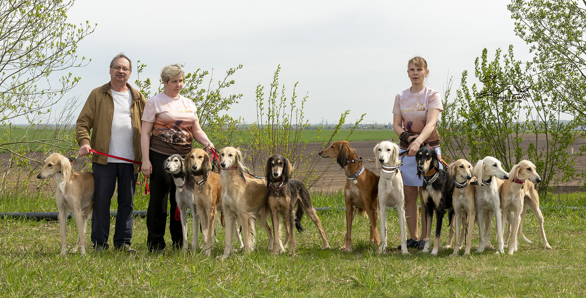 борзые Тазы Сэхра Эль, принявшие участие в выставке.