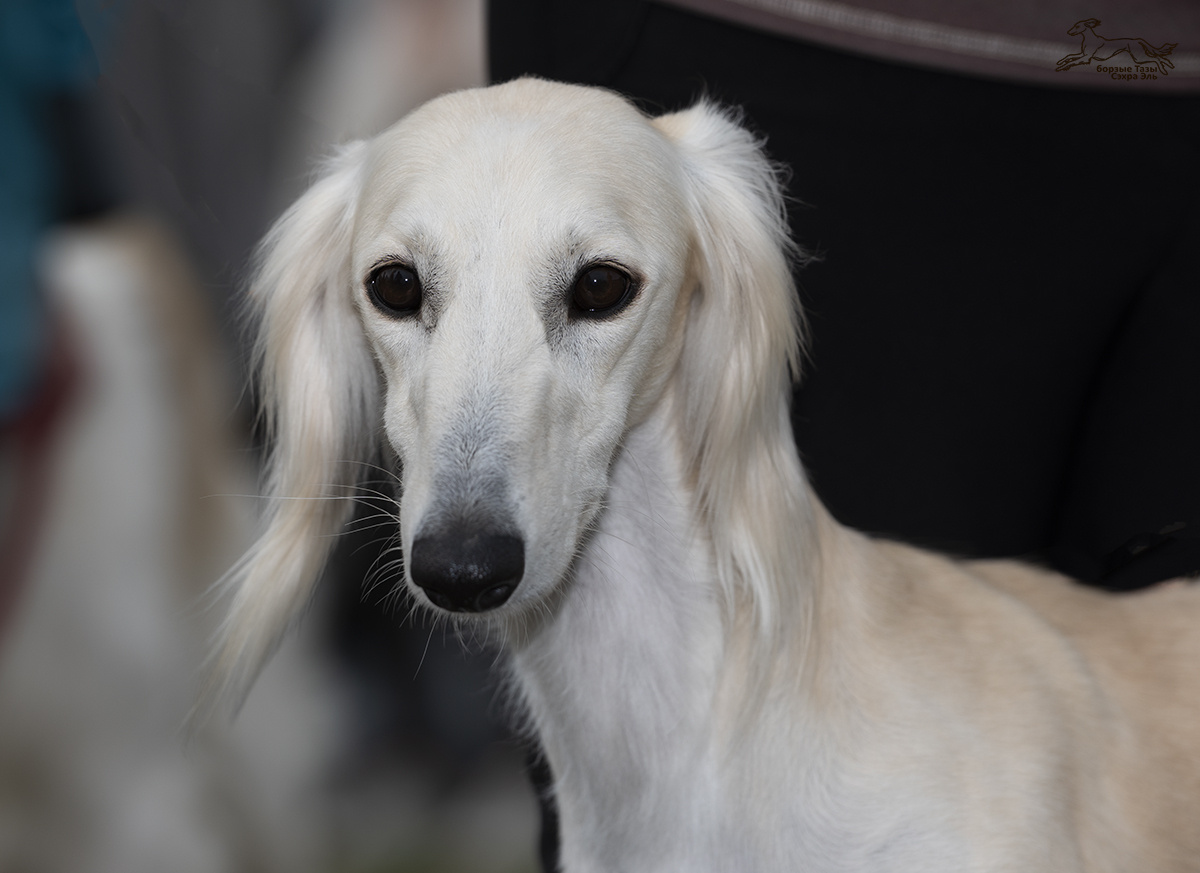 Сэхра Эль Мирасдар