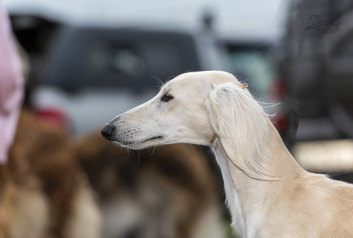 Сэхра Эль Мирасдар