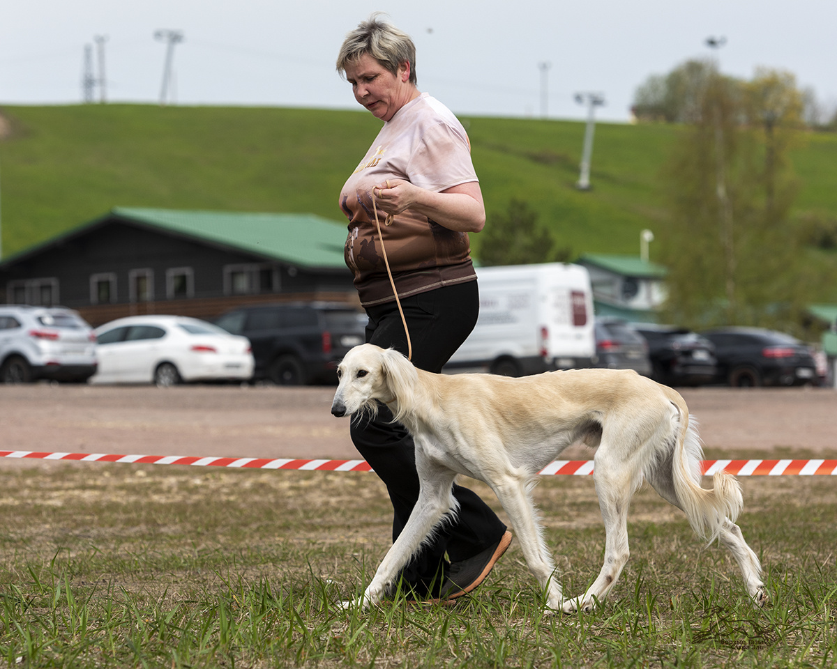Сэхра Эль Мирасдар