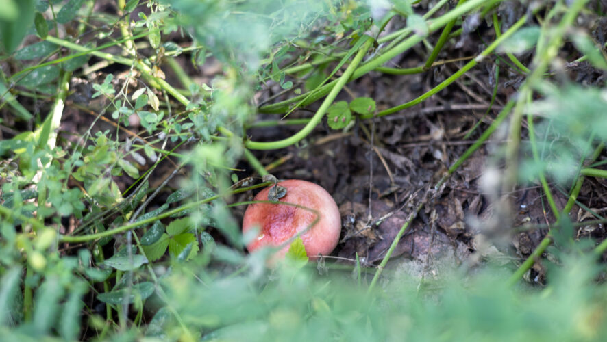    Фото: KazanFirst