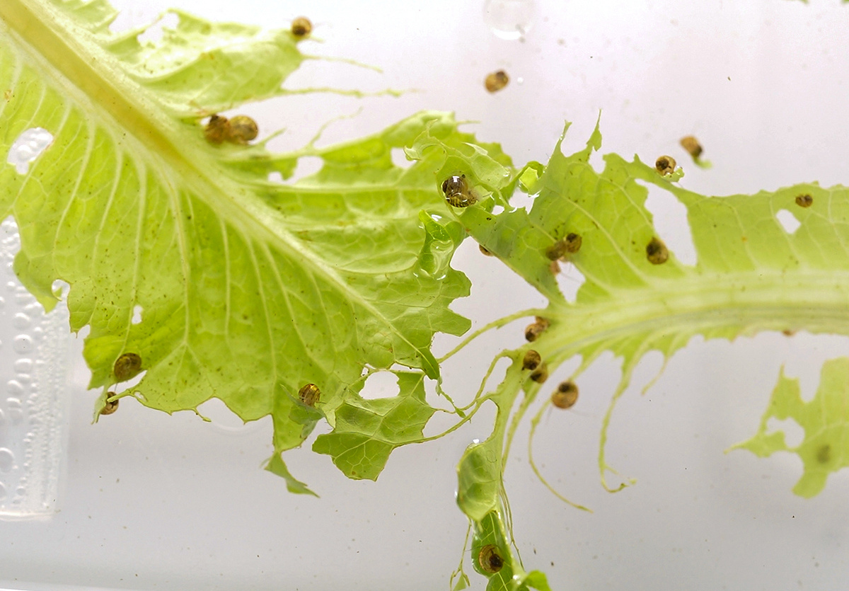 Длина крошечных улиток составляет всего 5–8 сантиметров. Источник: Элис Аккорси/Институт медицинских исследований Стоуэрса. Джилл Тойoshiba